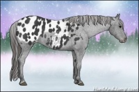 Horse Color:Black Sabino Appaloosa 