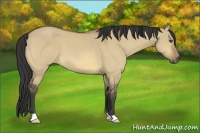 Horse Color:Buckskin Dun 