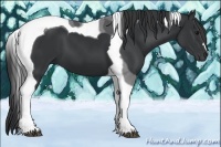Horse Color:Black Tobiano 
