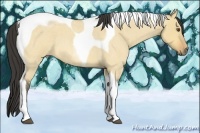 Horse Color:Buckskin Roan Dun Tobiano