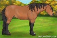 Horse Color:Bay Rabicano
