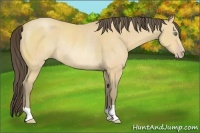 Horse Color:Amber Cream Champagne Rabicano