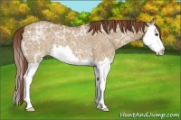 Horse Color:Red Dun Ice Splash Rabicano 