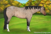 Horse Color:Bay Roan Dun 