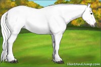 Horse Color:Gray White Spotted Smoky Grullo Roan