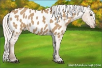 Horse Color:Silver Bay Dun Appaloosa