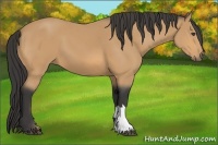 Horse Color:Buckskin 