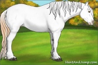 Horse Color:White Spotted Buckskin Dun Appaloosa 