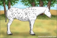 Horse Color:Blue Roan Near Leopard