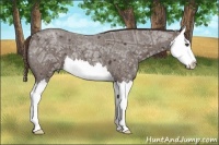 Horse Color:Liver Red Ice Roan Splash