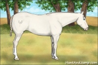 Horse Color:Perlino Dun Rabicano 