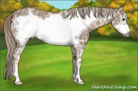 Horse Color:Chocolate Palomino Ice Frame 