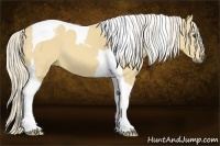 Horse Color:Palomino Tobiano