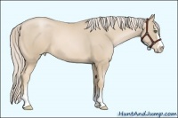 Horse Color:Palomino Pearl Sabino 