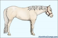 Horse Color:Gold Cream Champagne Pearl Sabino