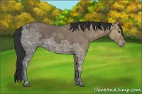 Horse Color:Bay Ice 