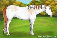 Horse Color:White Spotted Classic Champagne Pearl Splash 
