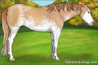 Horse Color:White Spotted Gold Champagne Splash