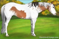 Horse Color:White Spotted Bay Splash Tobiano