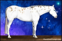 Horse Color:White Spotted Amber Champagne Splash Appaloosa Rabicano 