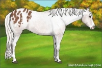 Horse Color:Silver Bay Roan Sabino Splash Appaloosa 