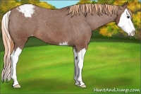 Horse Color:Chestnut Sabino Splash Varnish