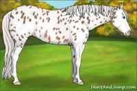 Horse Color:Silver Bay Splash Appaloosa Rabicano