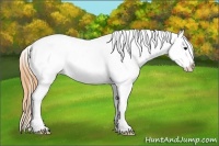 Horse Color:Buckskin Appaloosa 