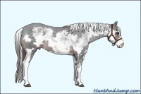 Horse Color:Brown Sabino Frame Appaloosa Rabicano 