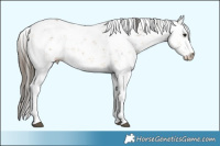 Horse Color:Buckskin Sabino Rabicano