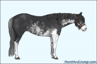 Horse Color:Black Sabino Frame 