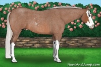 Horse Color:Silver Bay Roan Sabino Splash 