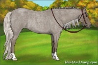 Horse Color:Silver Smoky Blue Roan Rabicano