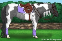 Horse Color:Blue Roan Tobiano Rabicano