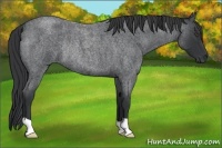 Horse Color:Blue Roan Rabicano