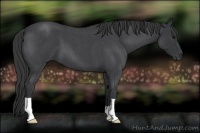 Horse Color:Blue Roan 