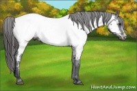 Horse Color:Black Near Fewspot 