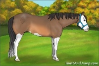 Horse Color:Buckskin Splash 