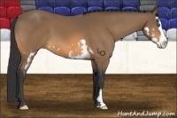 Horse Color:Buckskin Splash Frame 