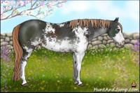 Horse Color:Liver Chestnut Sabino Splash 
