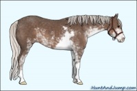 Horse Color:Silver Black Sabino 