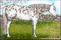 Horse Color:Liver Chestnut Splash Appaloosa 