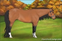 Horse Color:Bay 