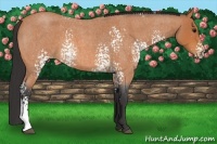 Horse Color:White Spotted Bay Roan 