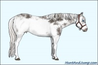 Horse Color:Silver Black Sabino Splash Frame 