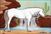 Horse Color:Chestnut Appaloosa