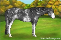 Horse Color:White Spotted Black