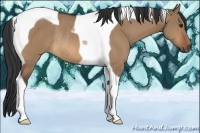 Horse Color:Bay Dun Tobiano Rabicano 