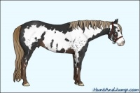 Horse Color:White Spotted Liver Chestnut Splash Frame