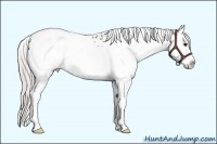 Horse Color:White Spotted Silver Brown Splash